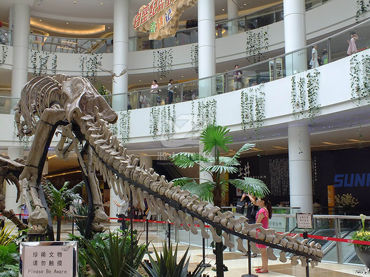 恐龍骨骼雕塑，恐龍化石展